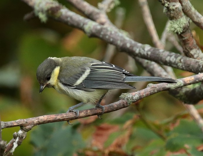 Parus Minor Minor