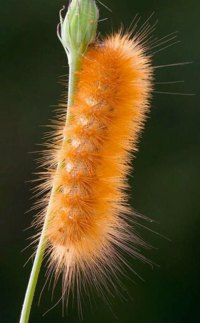 Гусеница Волосянка