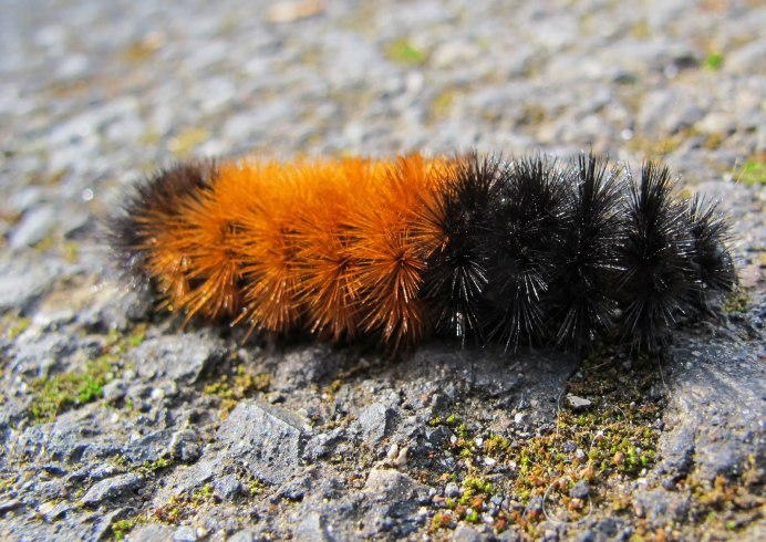 Гусеница пушистая Катерпиллар
