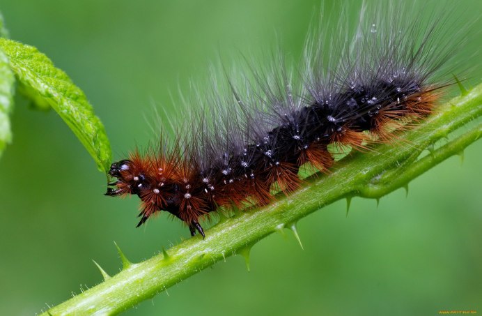 Рыжая мохнатая гусеница