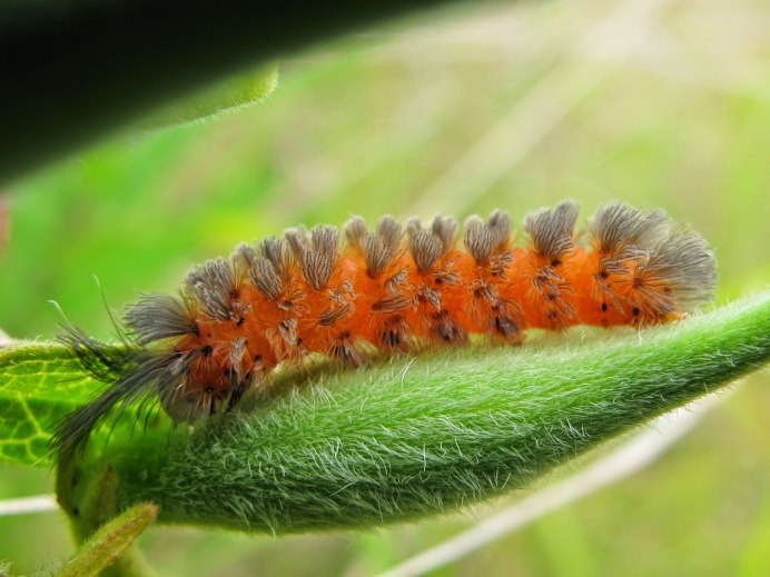 Жёлтаяволосатая гусеница