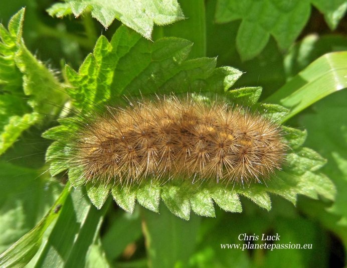 Оранжевая гусеница