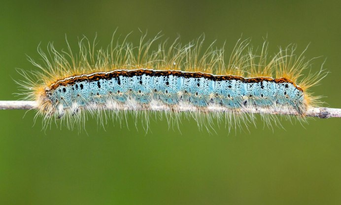 Гусеница волосатик бабочка