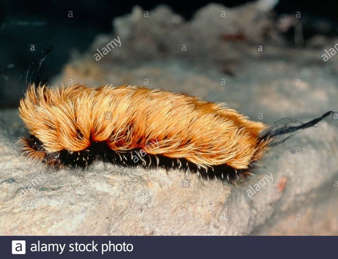 Волосатая гусеница моли-кокетки