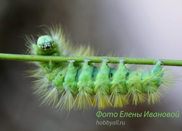 Волосатая гусеница в Сибири