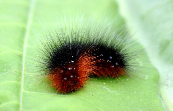 Гусеница бабочки Медведица-Кайя