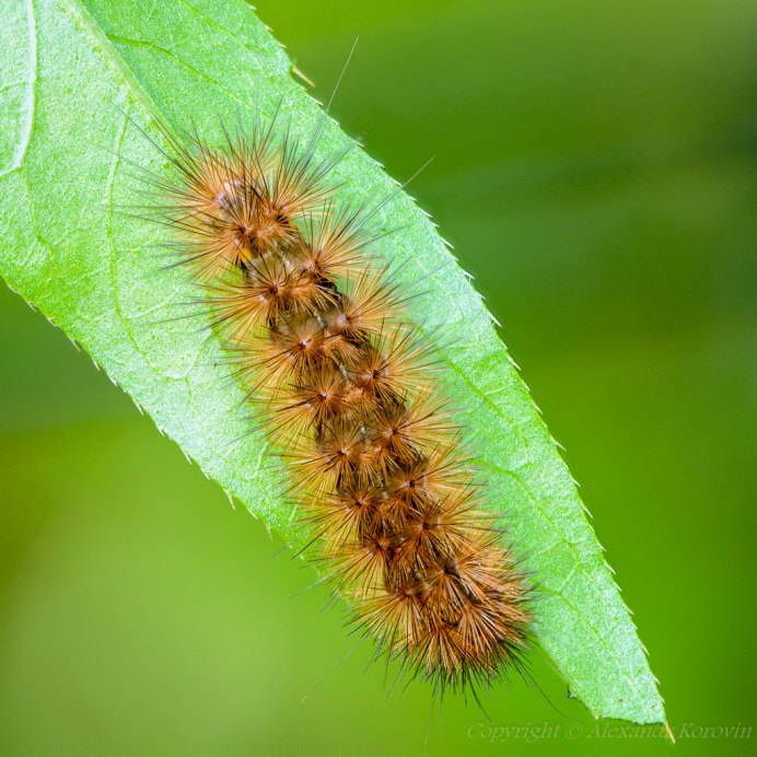 Diaphora mendica гусеница
