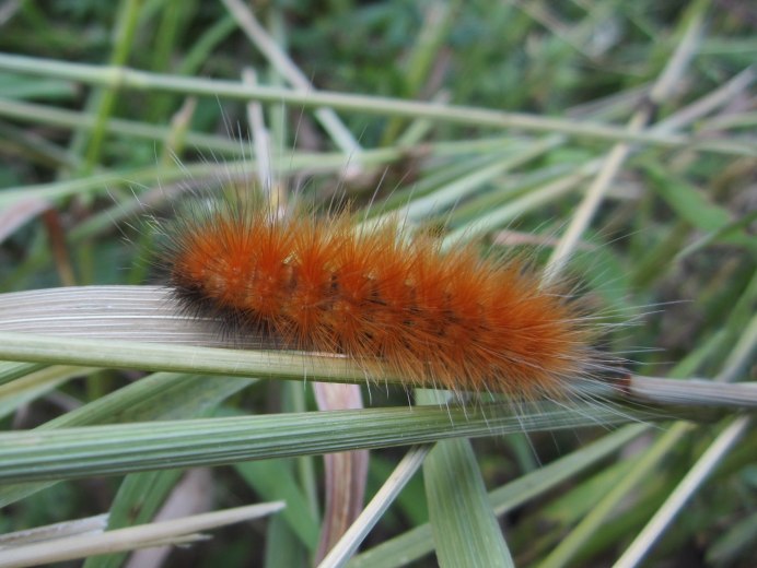 Гусеница медведицы