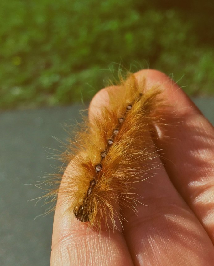 Пушистая гусеница ядовитая