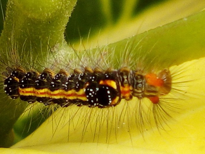 Гусеница волосатик