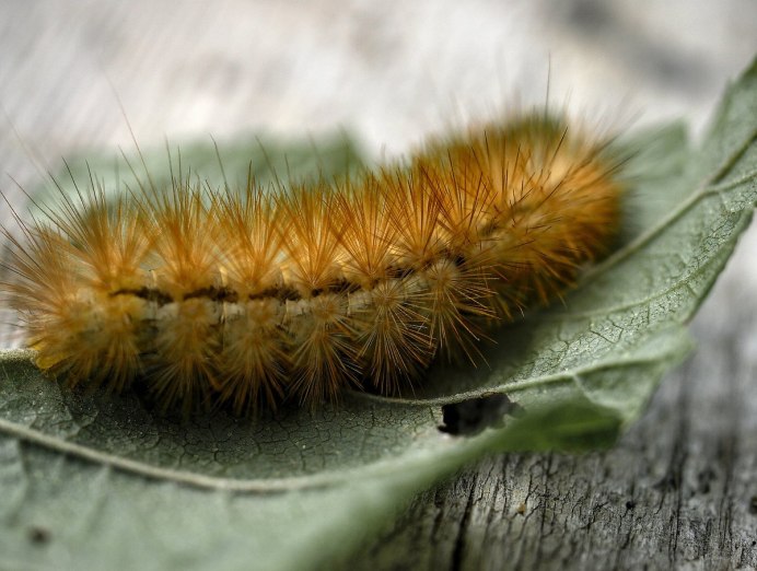Ярко оранжевая гусеница