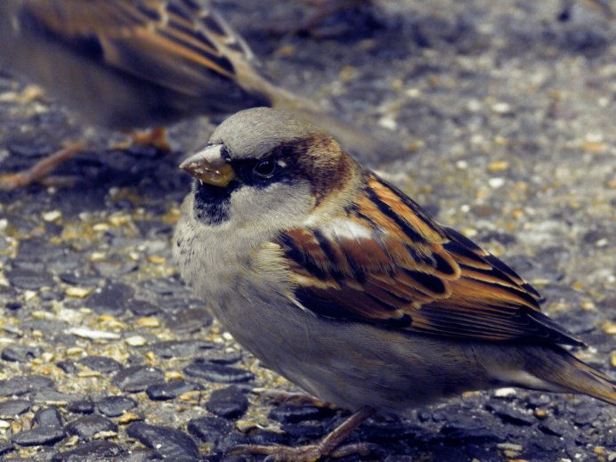 Птица Yellow Rumped Warbler