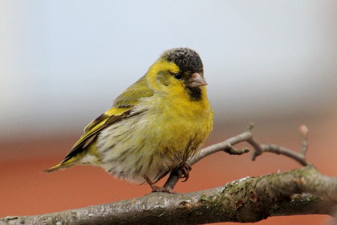 Птица Yellow Rumped Warbler