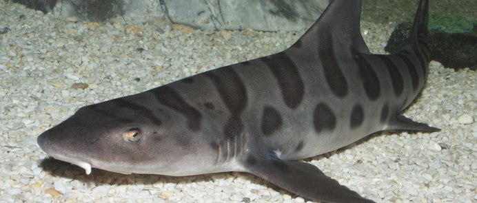 Triakis semifasciata