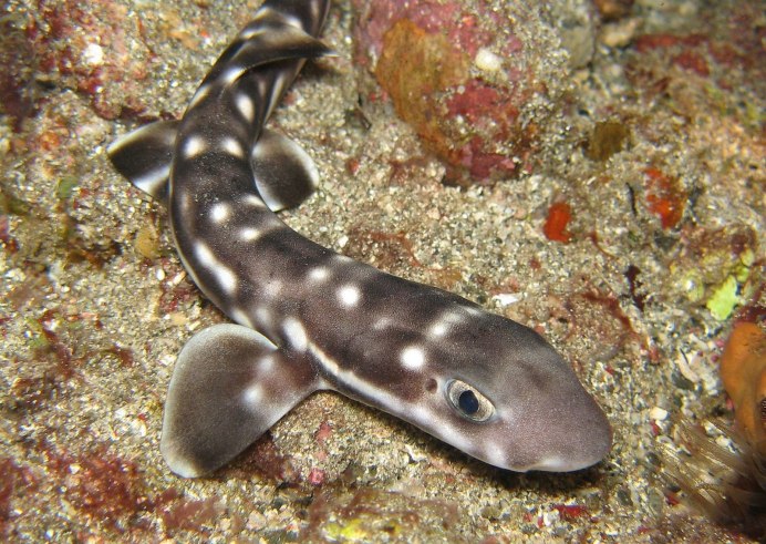 Кошачья акула в черном море