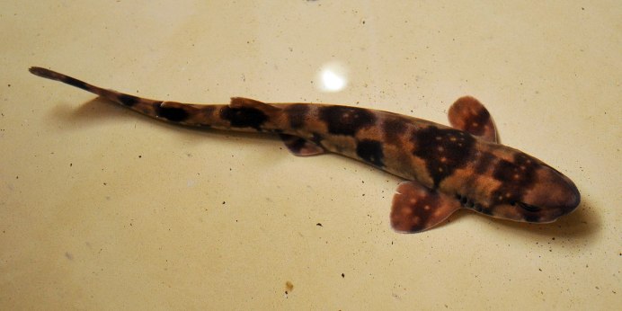 Scyliorhinus torazame