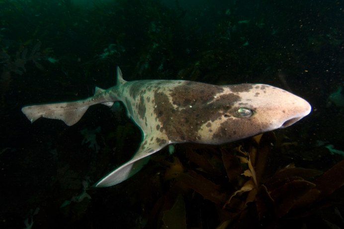 Swell Shark
