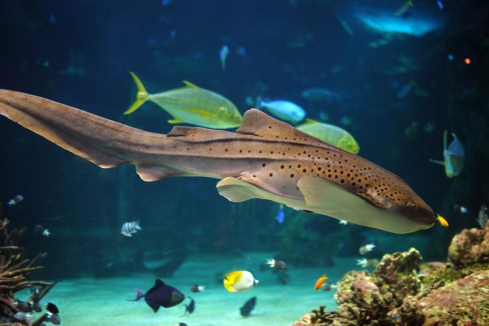 Зебровая акула (Stegostoma fasciatum)