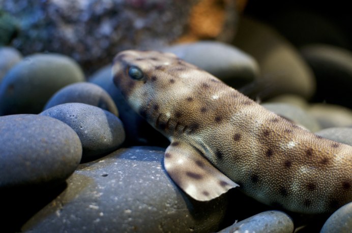 Cephaloscyllium ventriosum