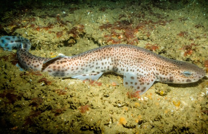 Акулы черного моря Кошачья акула