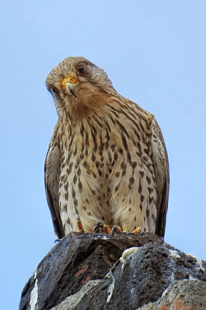 Lophaetus occipitalis