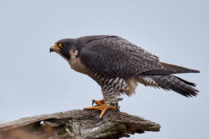 Птица Орел .канюк