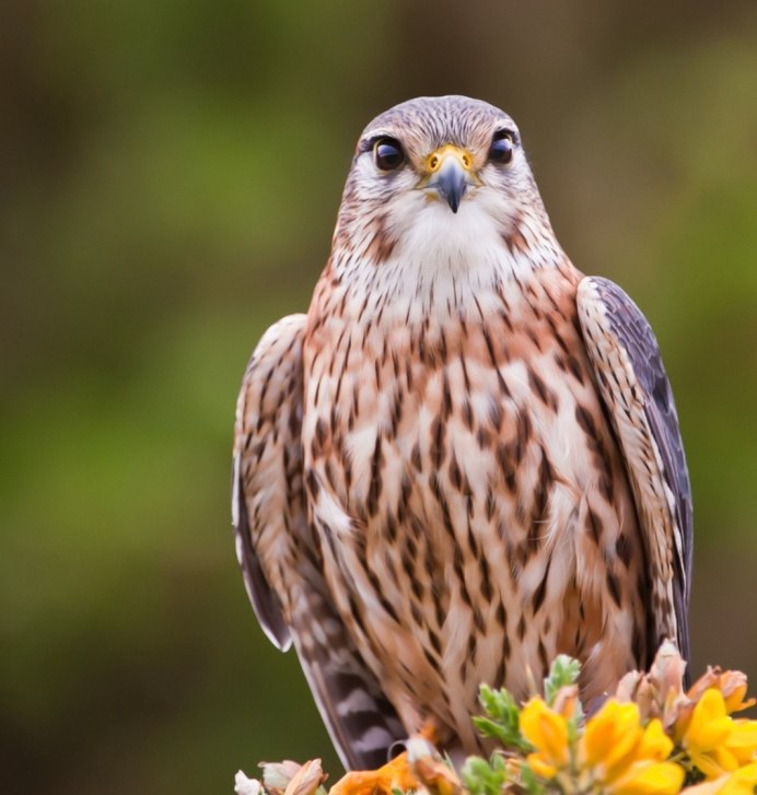 Ястреб пустельга Сокол пустельга