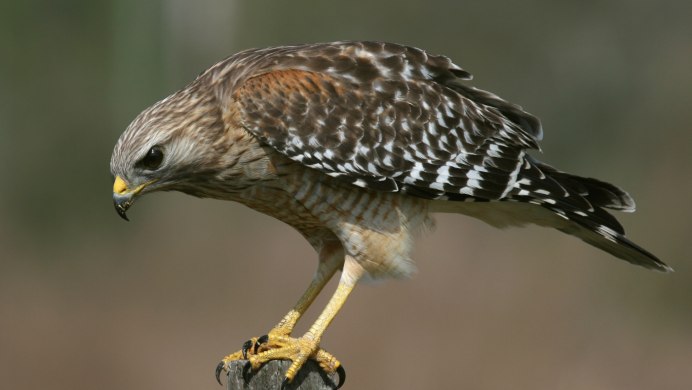 Пустельга Кречет Сапсан