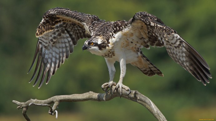 Лунь канюк тетеревятник
