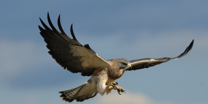 Хищная птица с белой полосой на шее