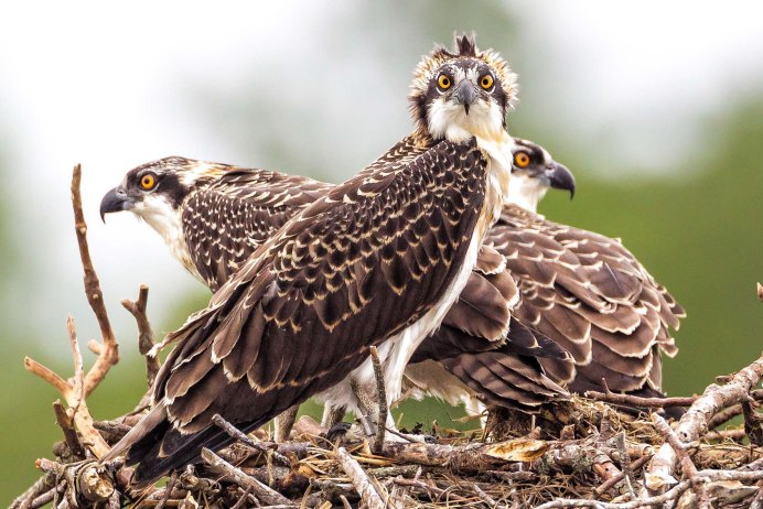 Орлан белохвост в полете