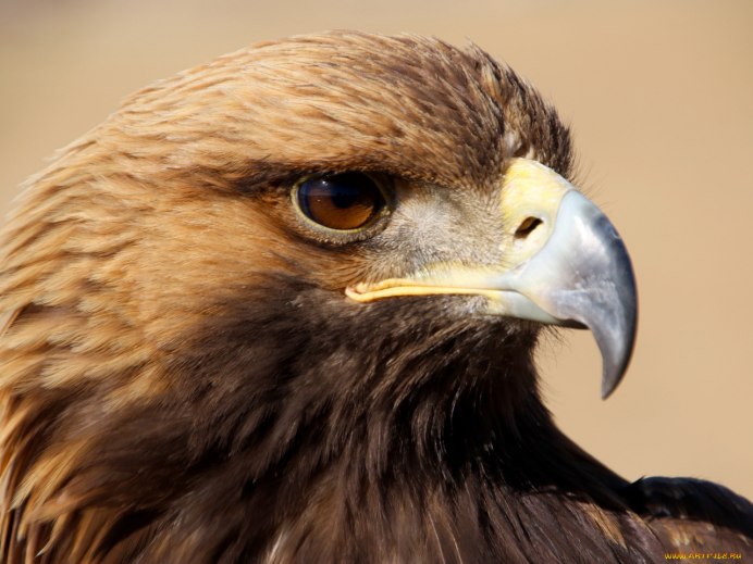 Хищная птица с серой головой