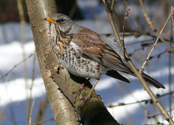 Turdus Merula самка