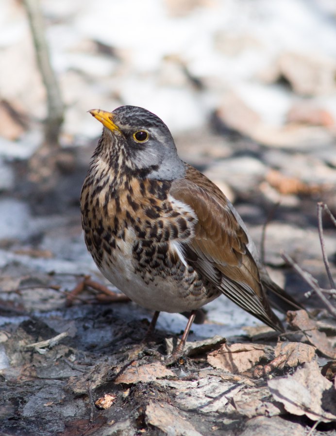 Боровая сорока Сойка