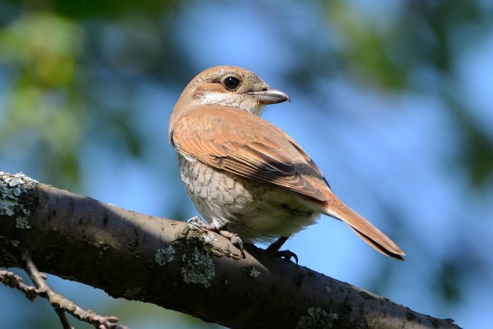 Маленькая коричневая птица