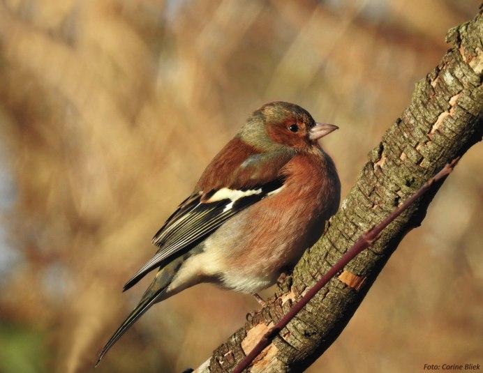 Певчий Дрозд