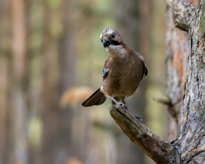 Лесная завирушка гнездо