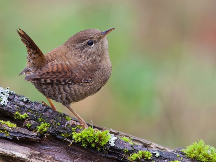 Коричневая птичка с длинным хвостом