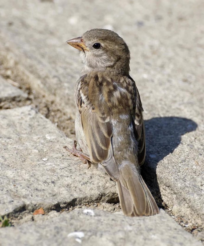Птица меньше воробья