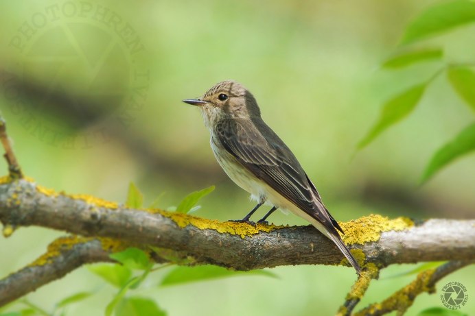 Птица меньше воробья