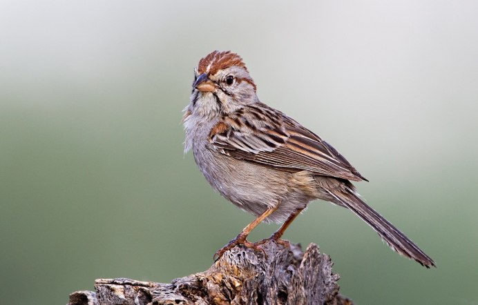 Серый Воробей