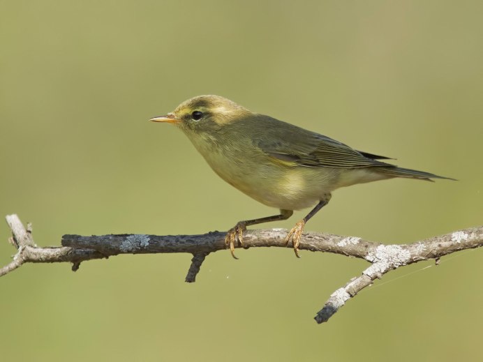 Бурощёкая пеночка