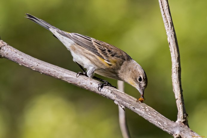 Маленькая серая птичка меньше воробья