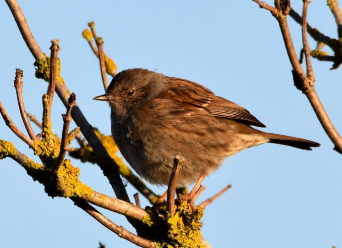 Птички похожие на Воробьев