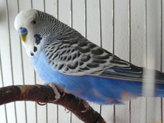 Волнистый попугай