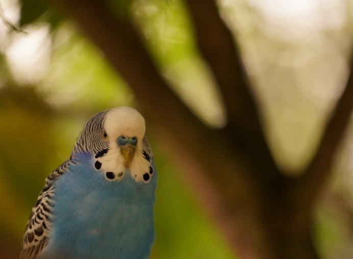 Волнистый попугай Арлекин
