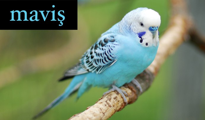 Попугай волнистый голубой мальчик