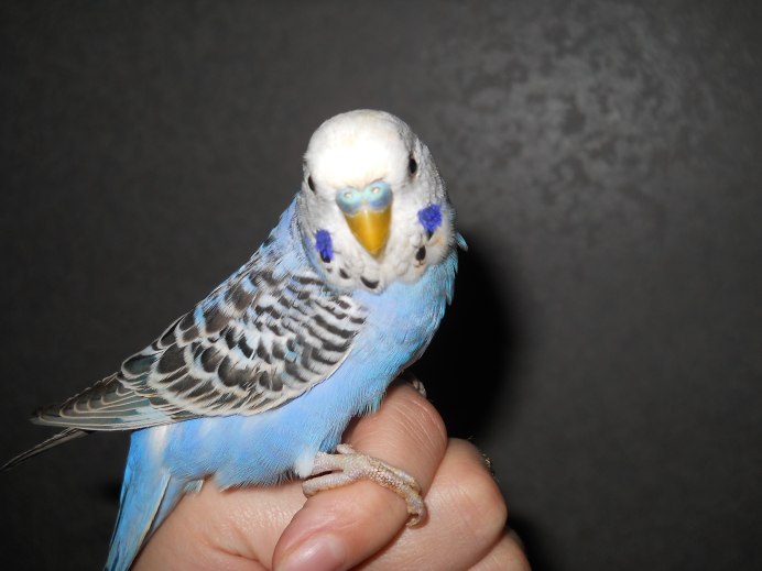 Радужный окрас волнистых попугаев