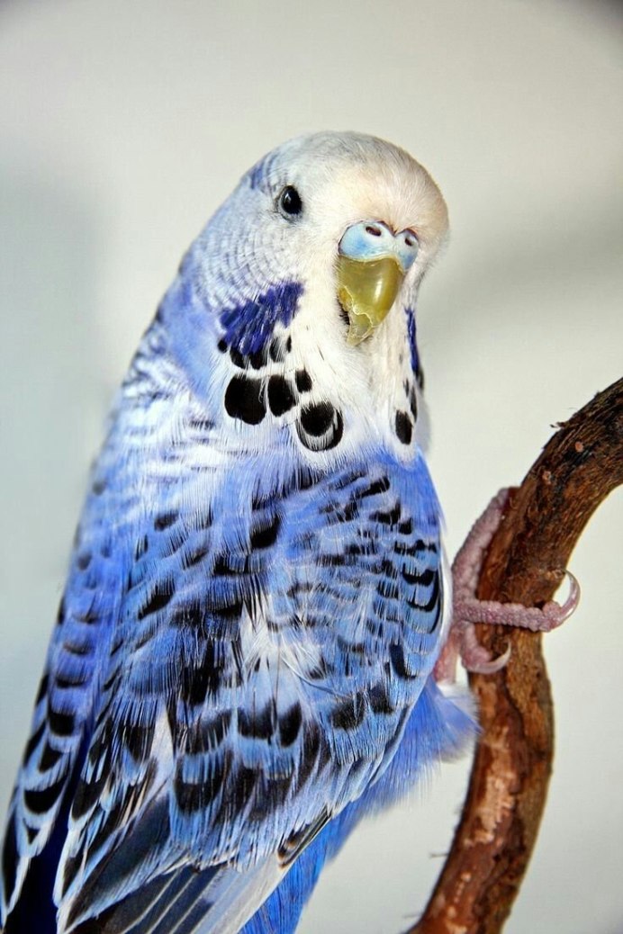 Волнистый попугайчик белый