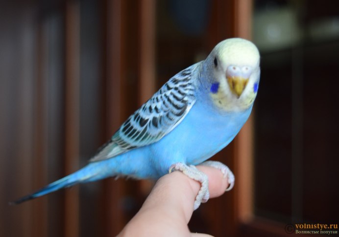 Попугаи волнистые попугайчики